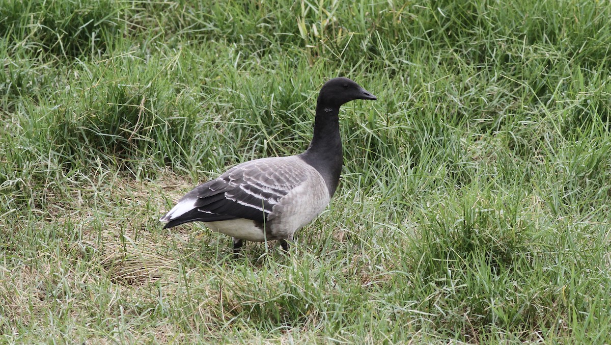 Brant - ML637065092