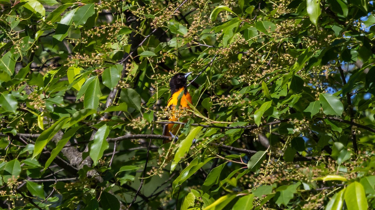 Baltimore Oriole - ML637065100