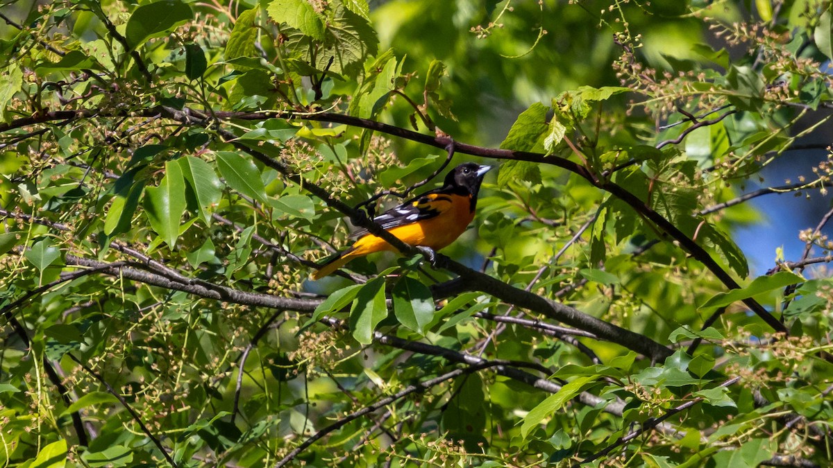 Baltimore Oriole - ML637065101