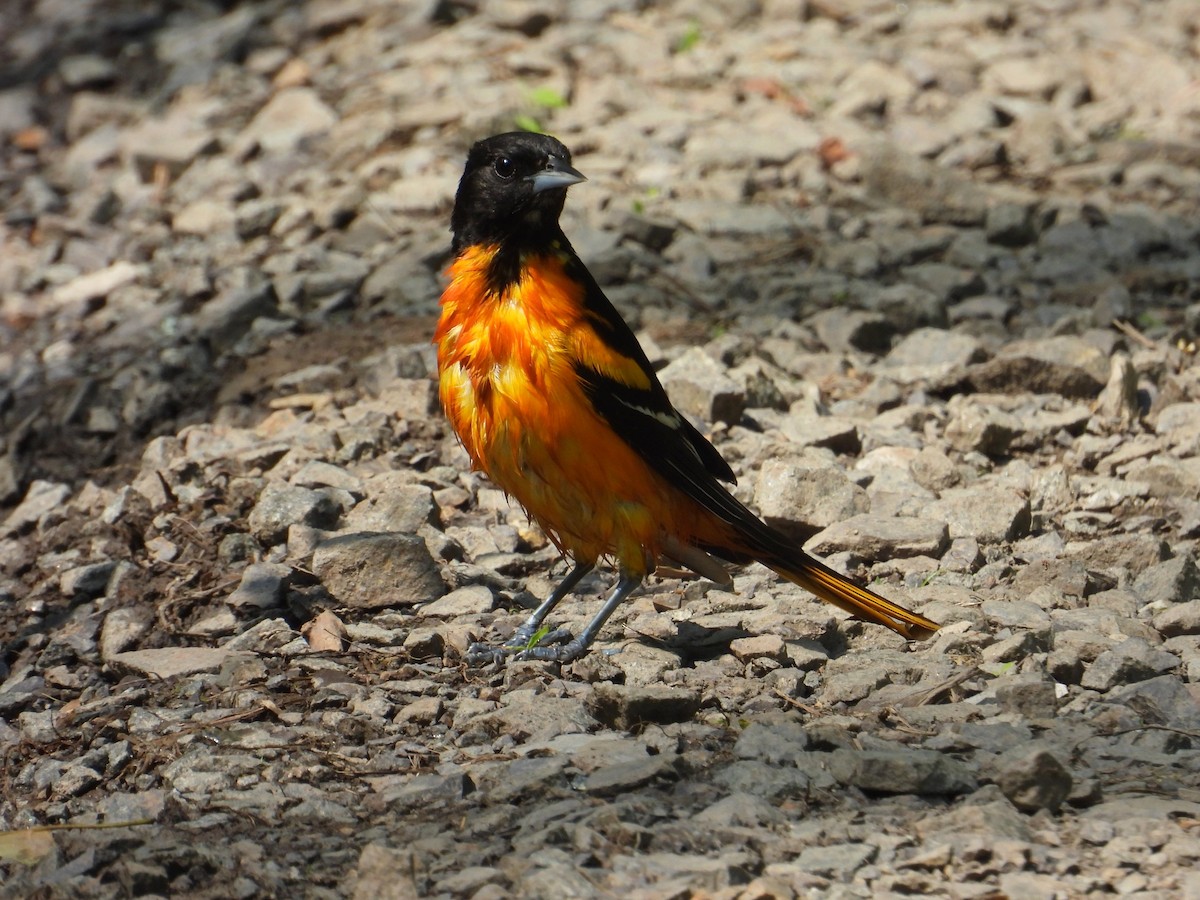 Baltimore Oriole - ML637065116