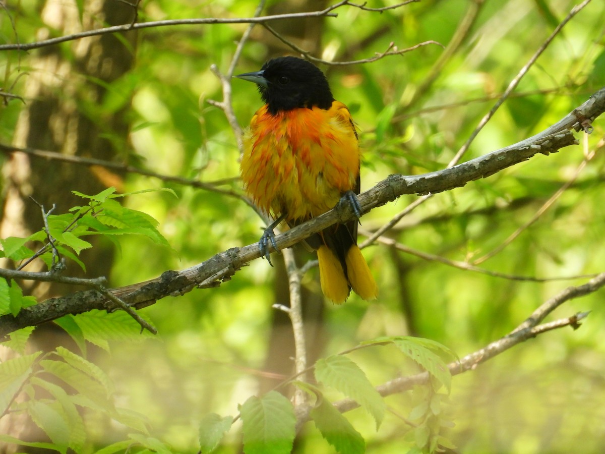 Baltimore Oriole - ML637065119