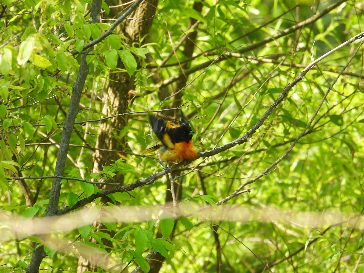 Baltimore Oriole - ML637065120