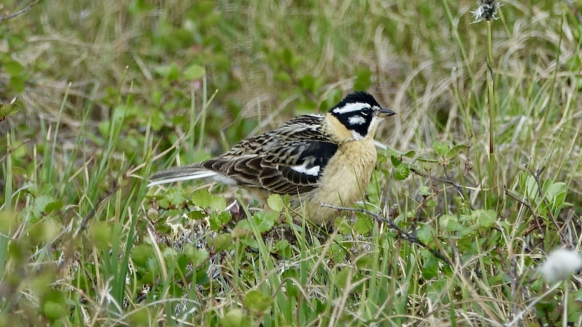 Smith's Longspur - ML637065133