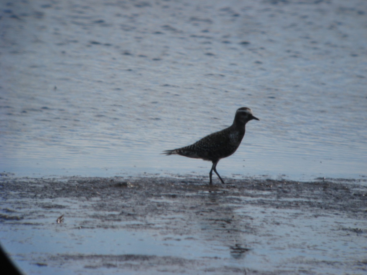 American Golden-Plover - ML637065135
