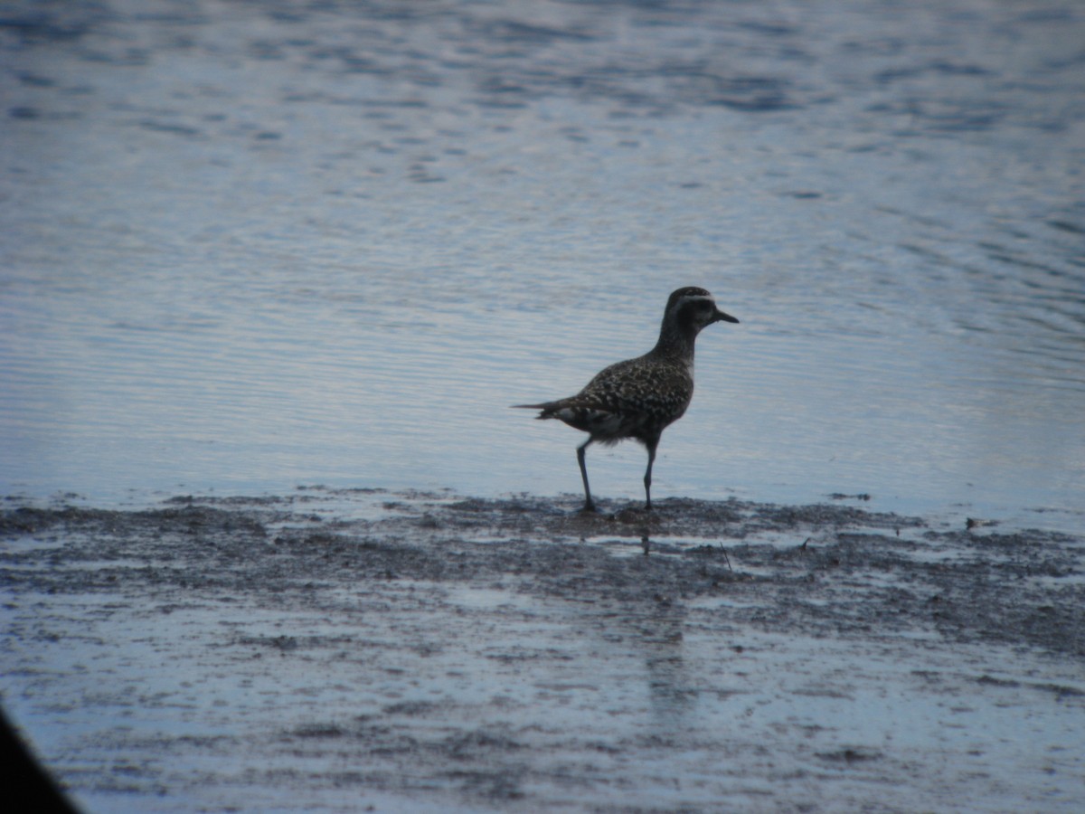 American Golden-Plover - ML637065136