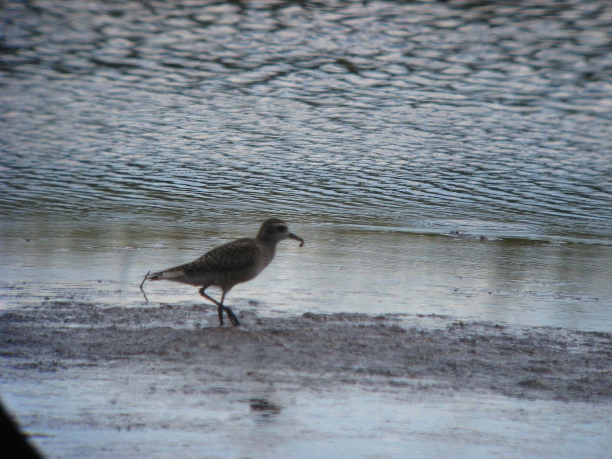 American Golden-Plover - ML637065137