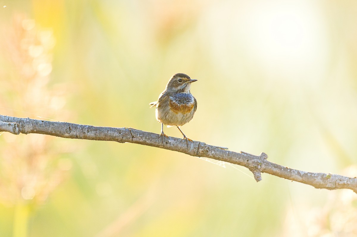 Bluethroat (White-spotted) - ML637065188