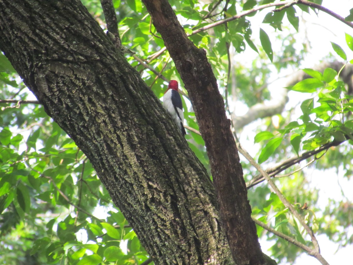 Red-headed Woodpecker - ML637065215