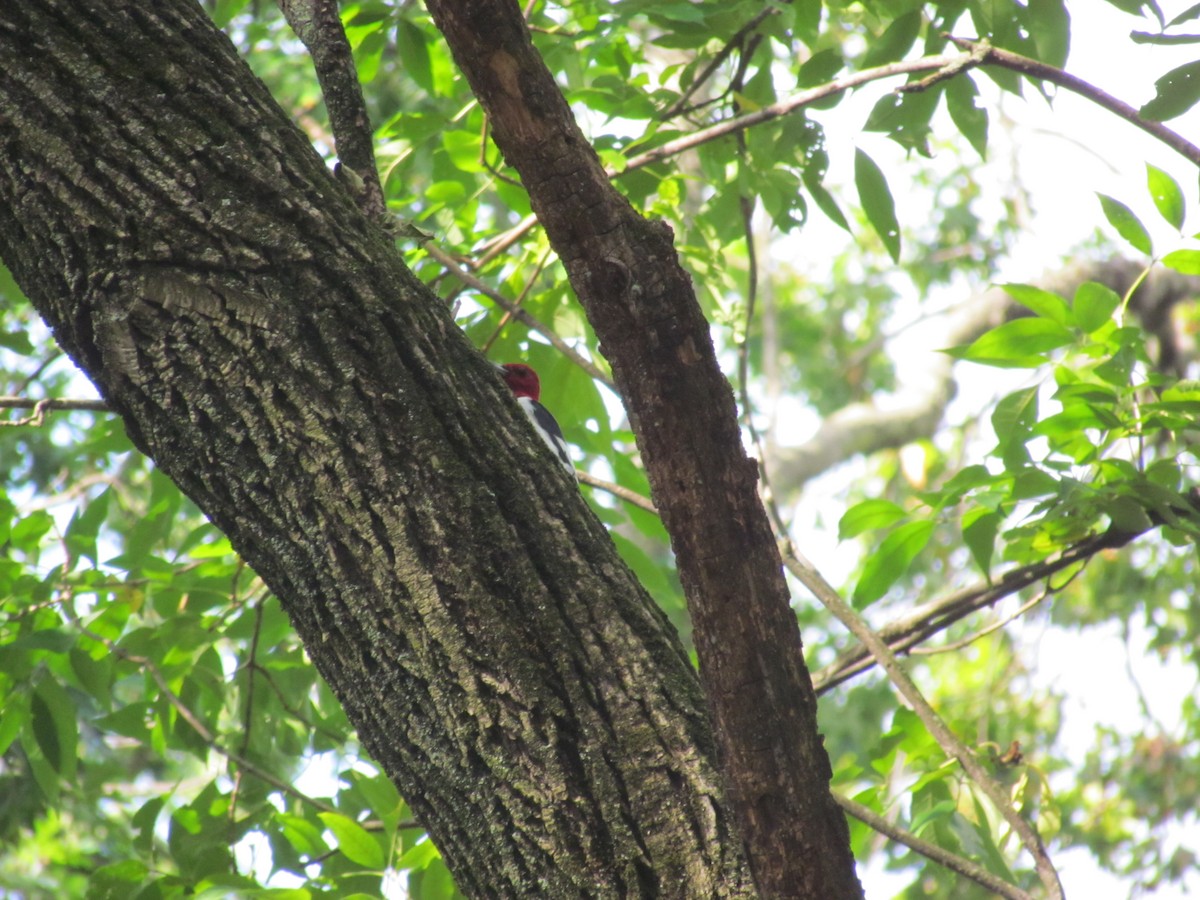 Red-headed Woodpecker - ML637065216