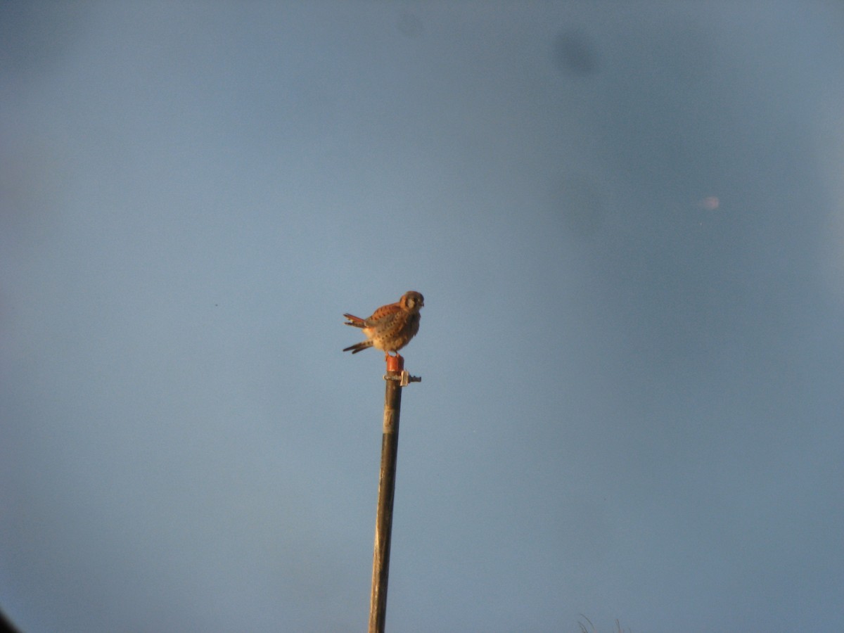 American Kestrel - ML637065290