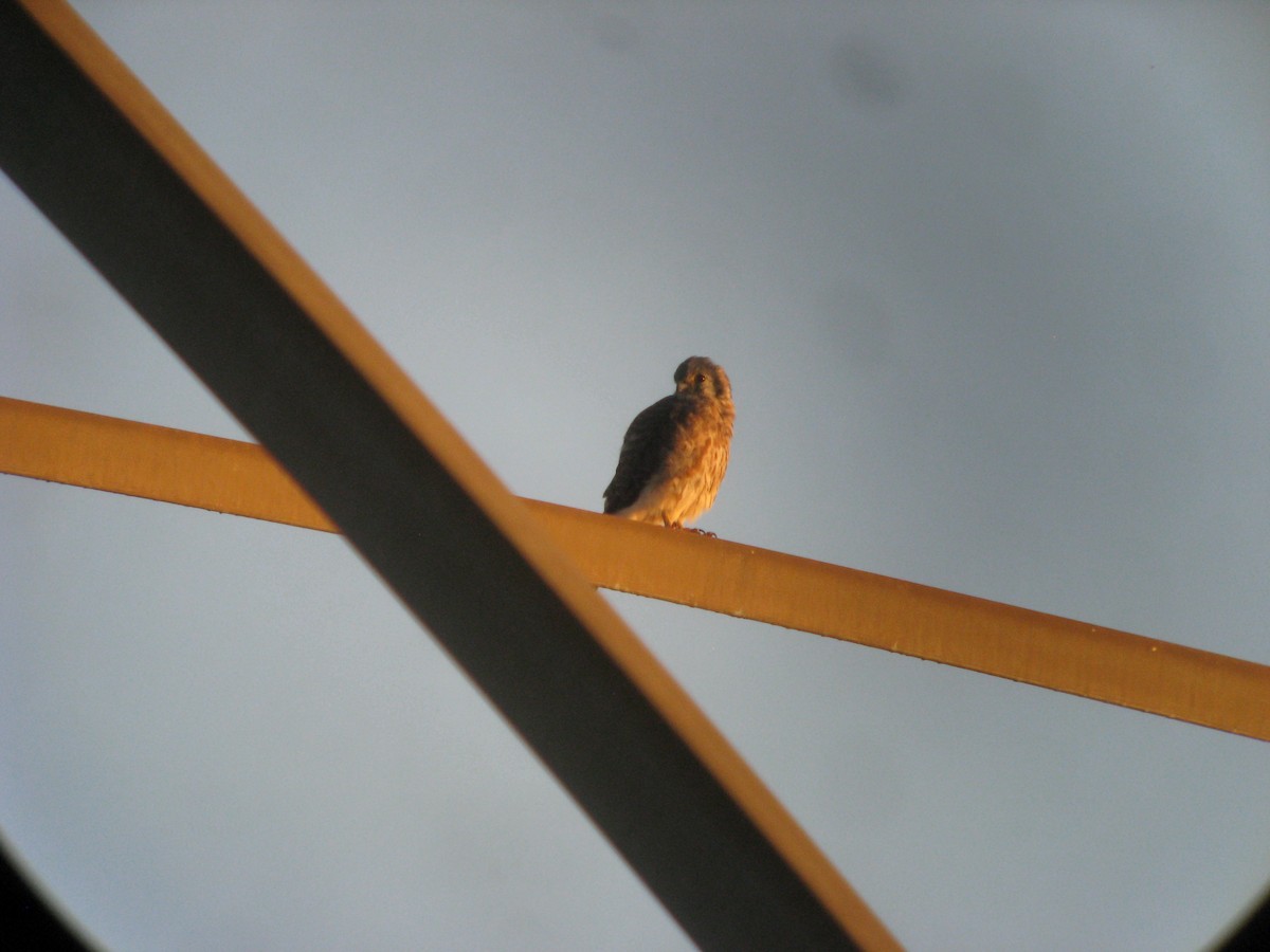 American Kestrel - ML637065314