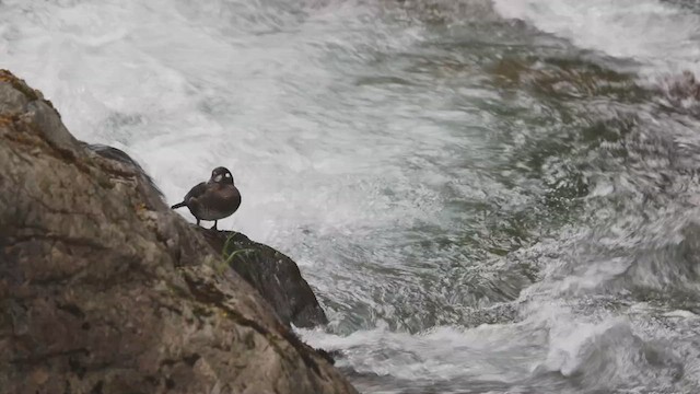 Harlequin Duck - ML637065321