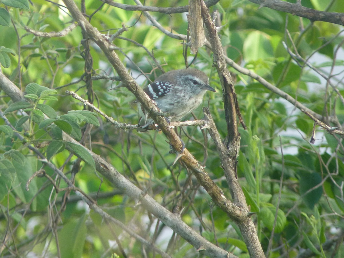 Northern White-fringed Antwren - ML637065326