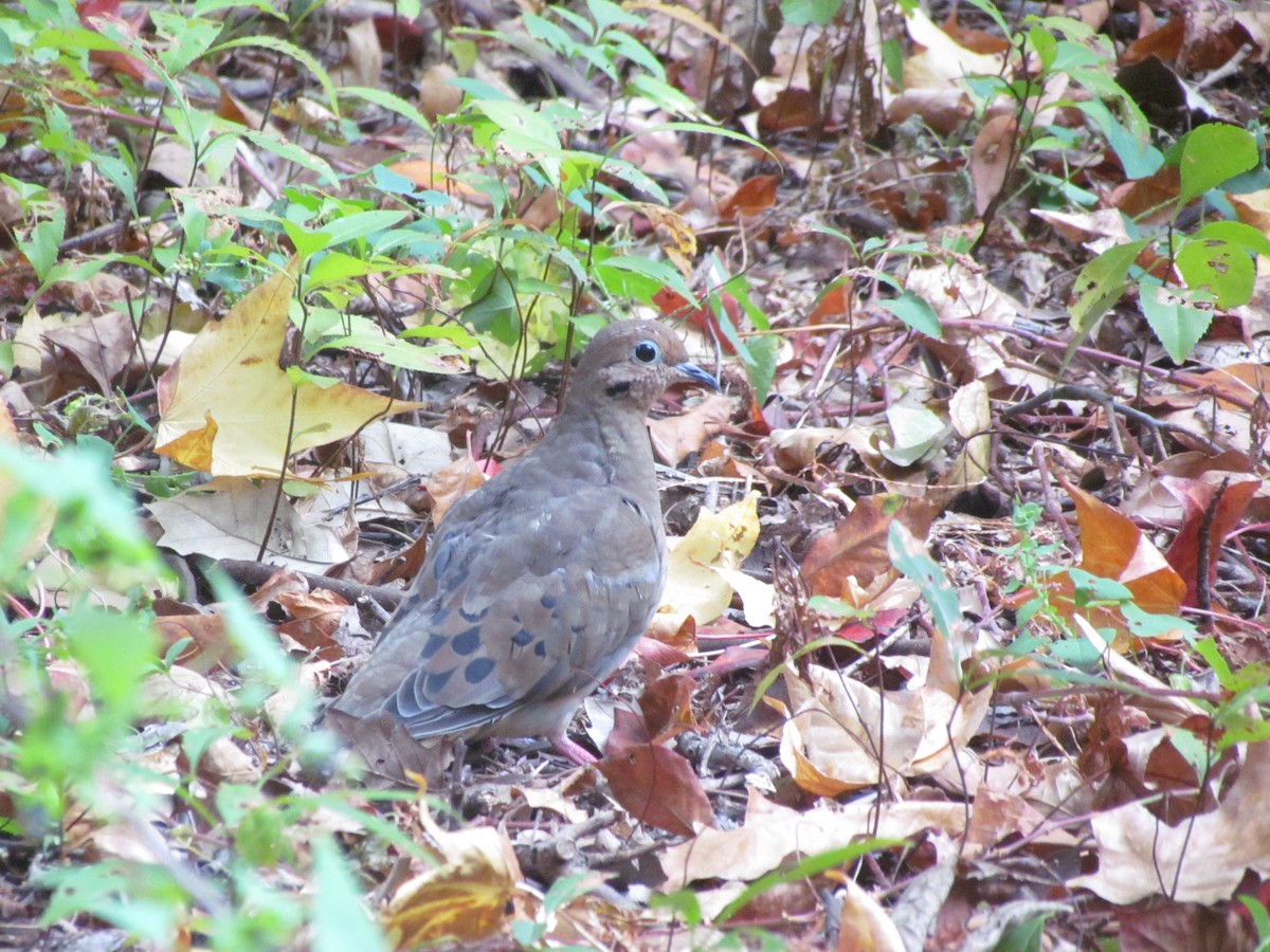 Mourning Dove - ML637065385