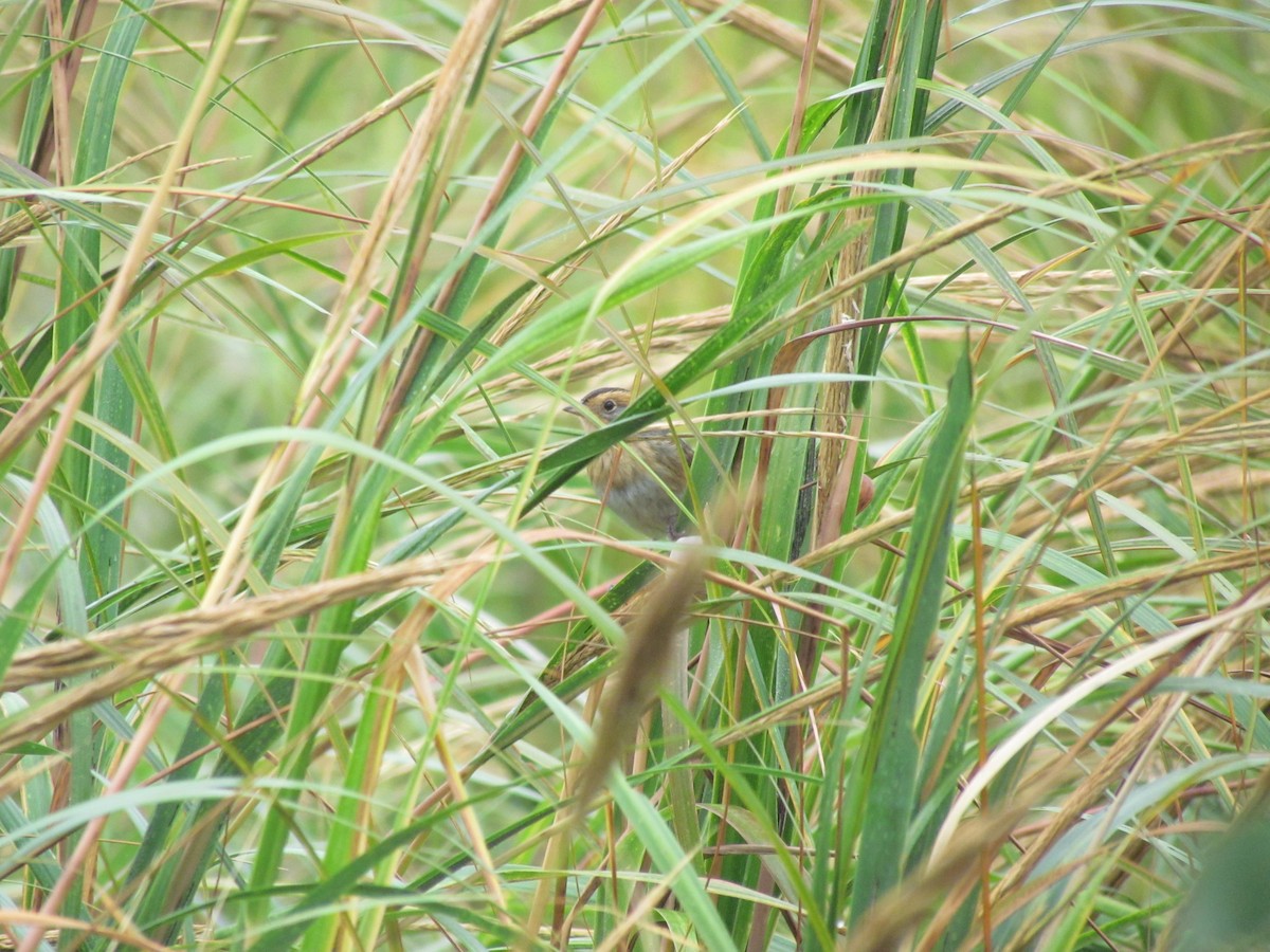 Nelson's Sparrow - ML637065411
