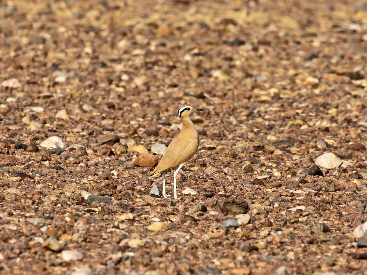 Cream-colored Courser - ML637065422