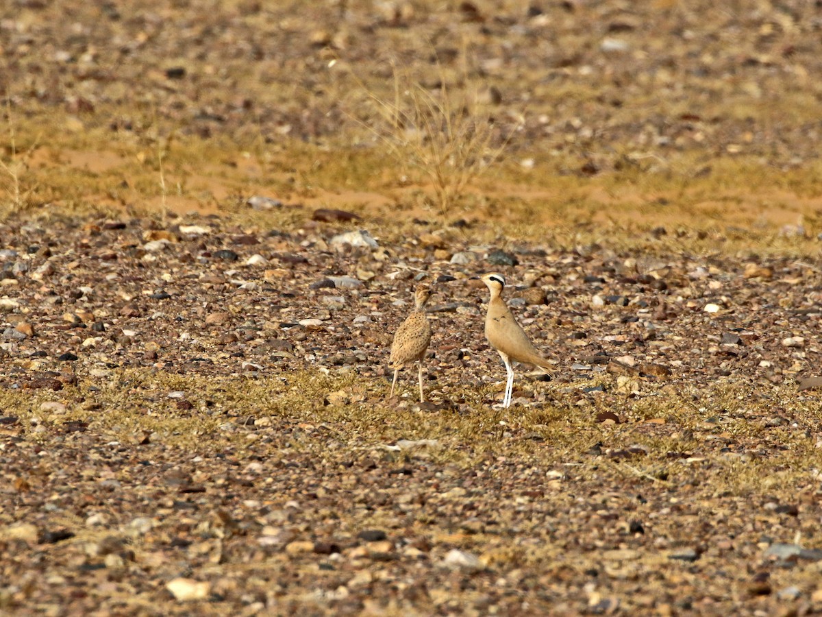 Cream-colored Courser - ML637065423