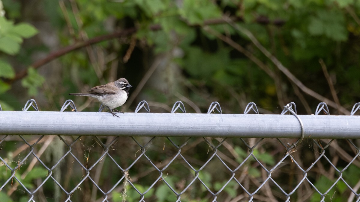 Black-throated Sparrow - ML637065462