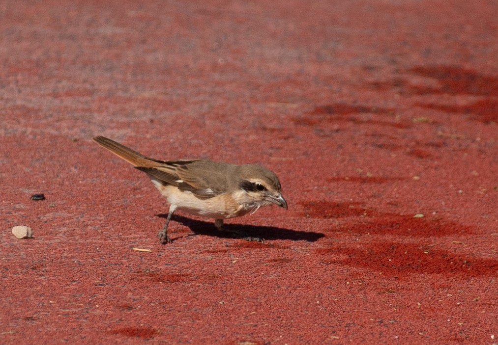Isabelline Shrike - ML637065485