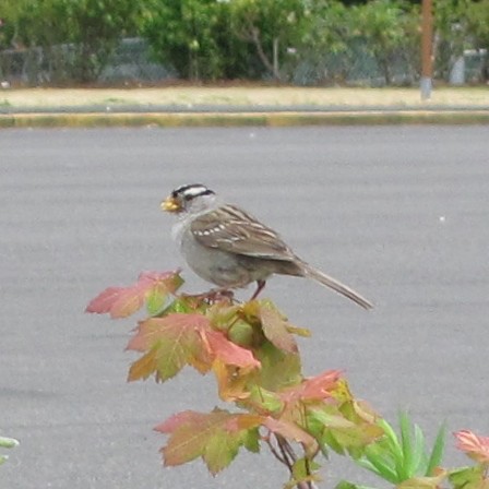 White-crowned Sparrow - ML637065498