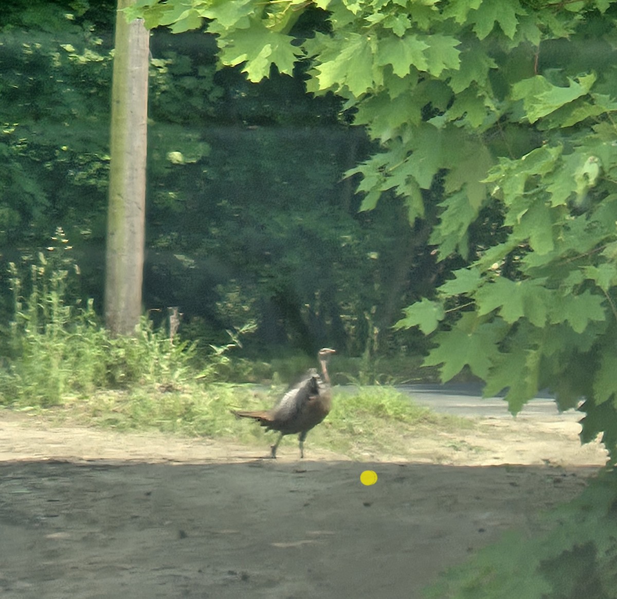 Wild Turkey - ML637065570