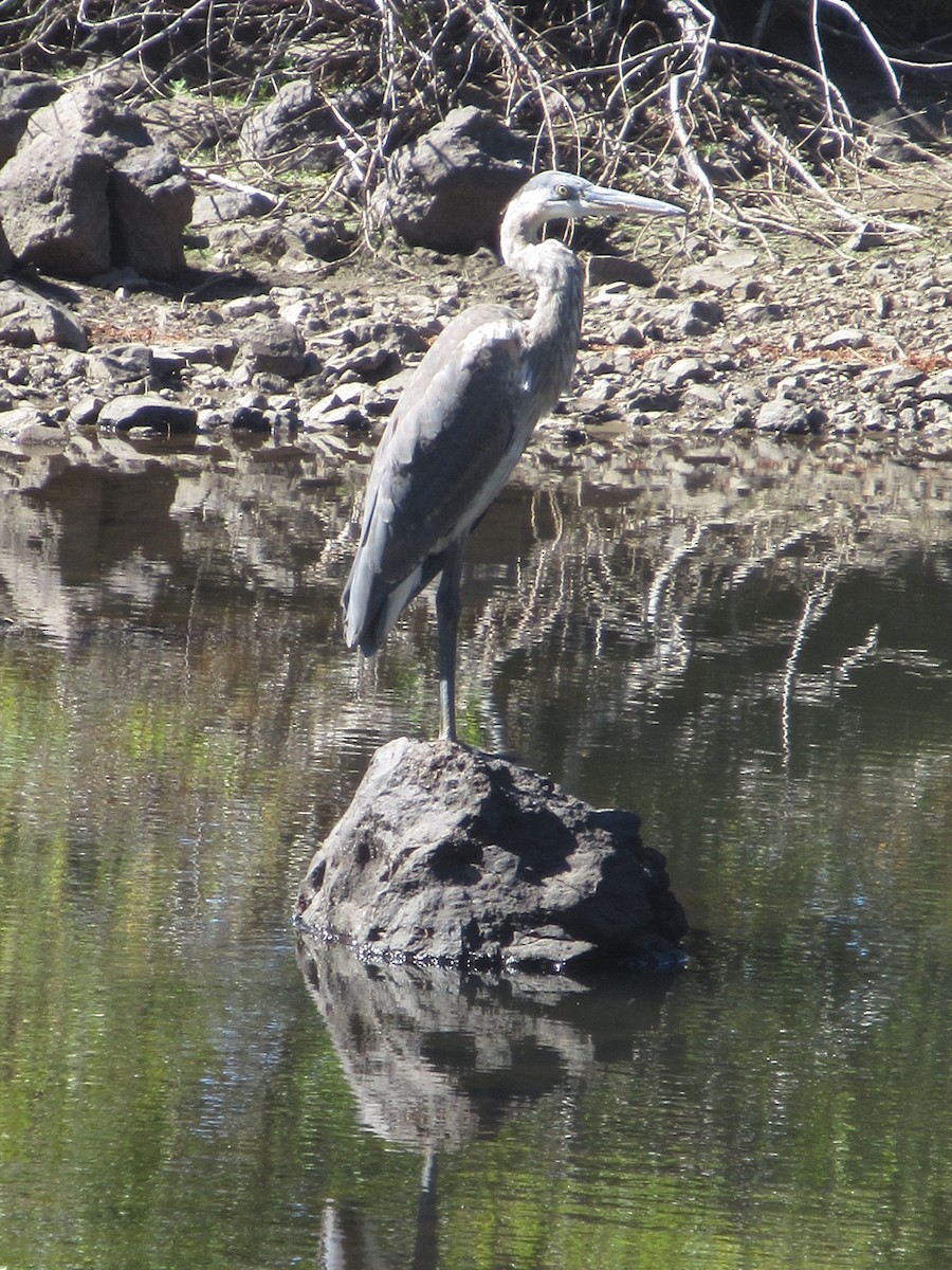 Great Blue Heron - ML637065602