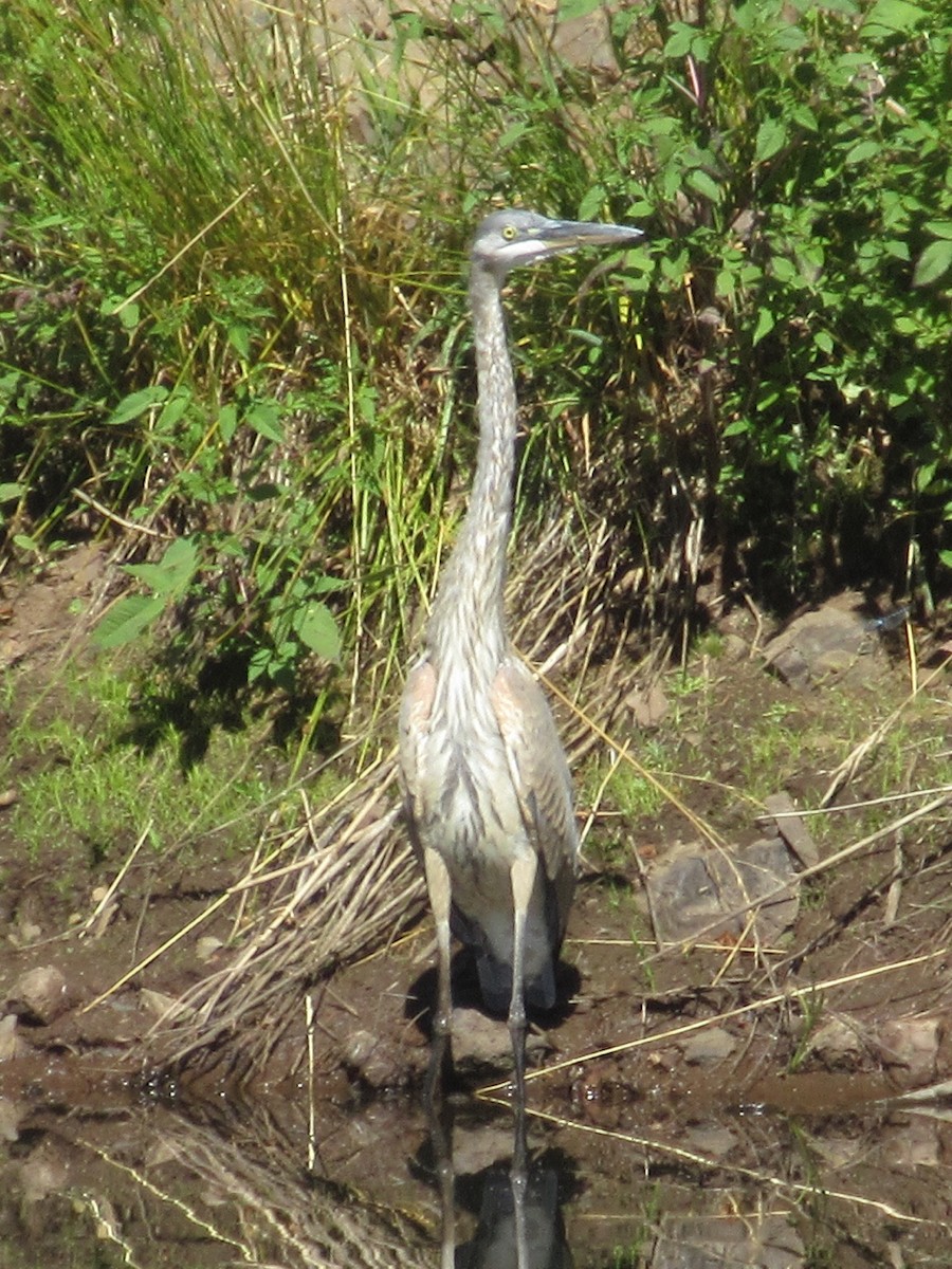 Great Blue Heron - ML637065610