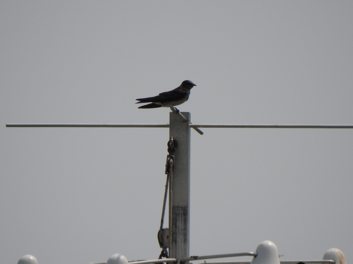 Hirondelle noire - ML637065632