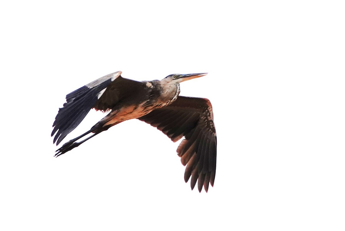 Great Blue Heron - ML637065657