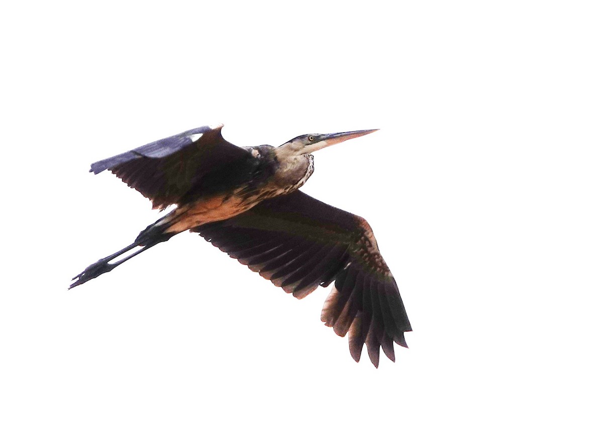 Great Blue Heron - ML637065669