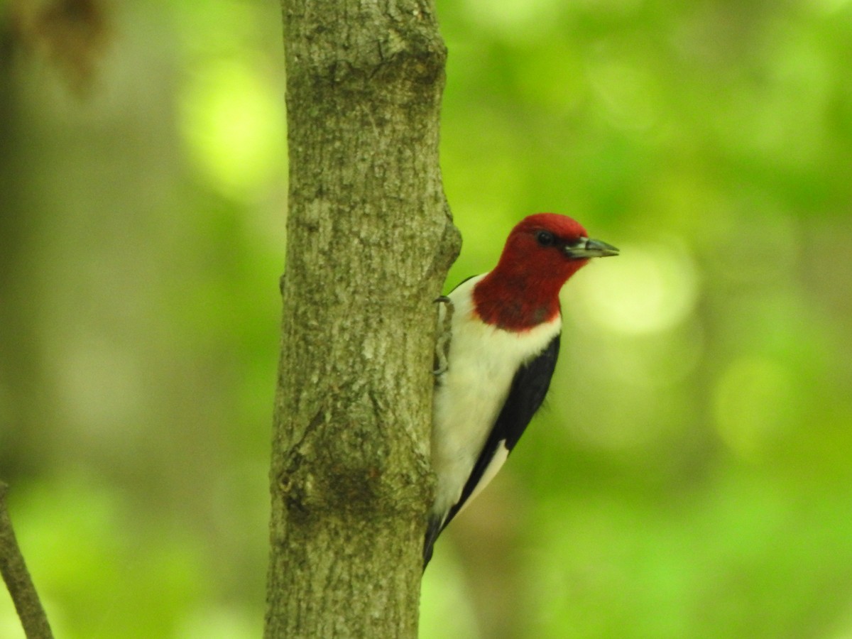 Pic à tête rouge - ML637065719