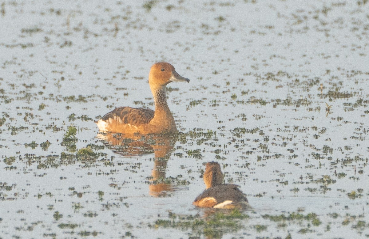 Fulvous Whistling-Duck - ML637065724