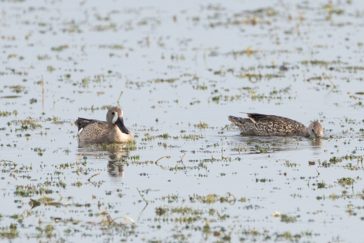 Blue-winged Teal - ML637065730