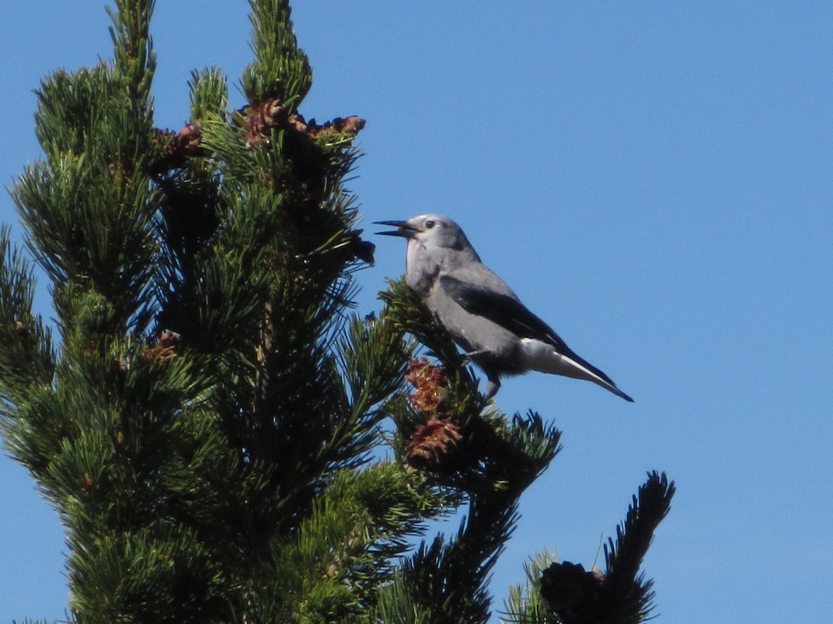 Clark's Nutcracker - ML637065747