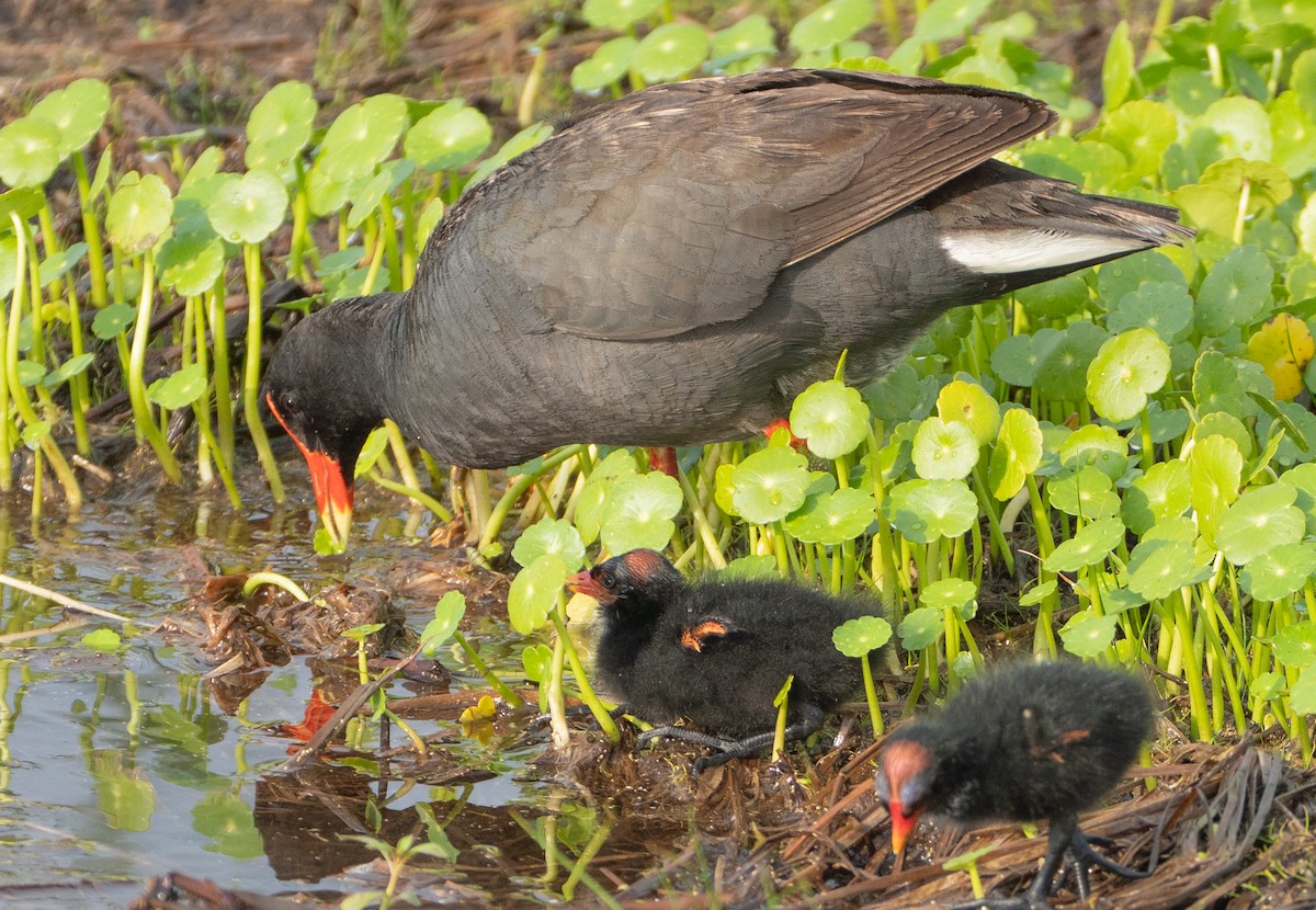Common Gallinule - ML637065753