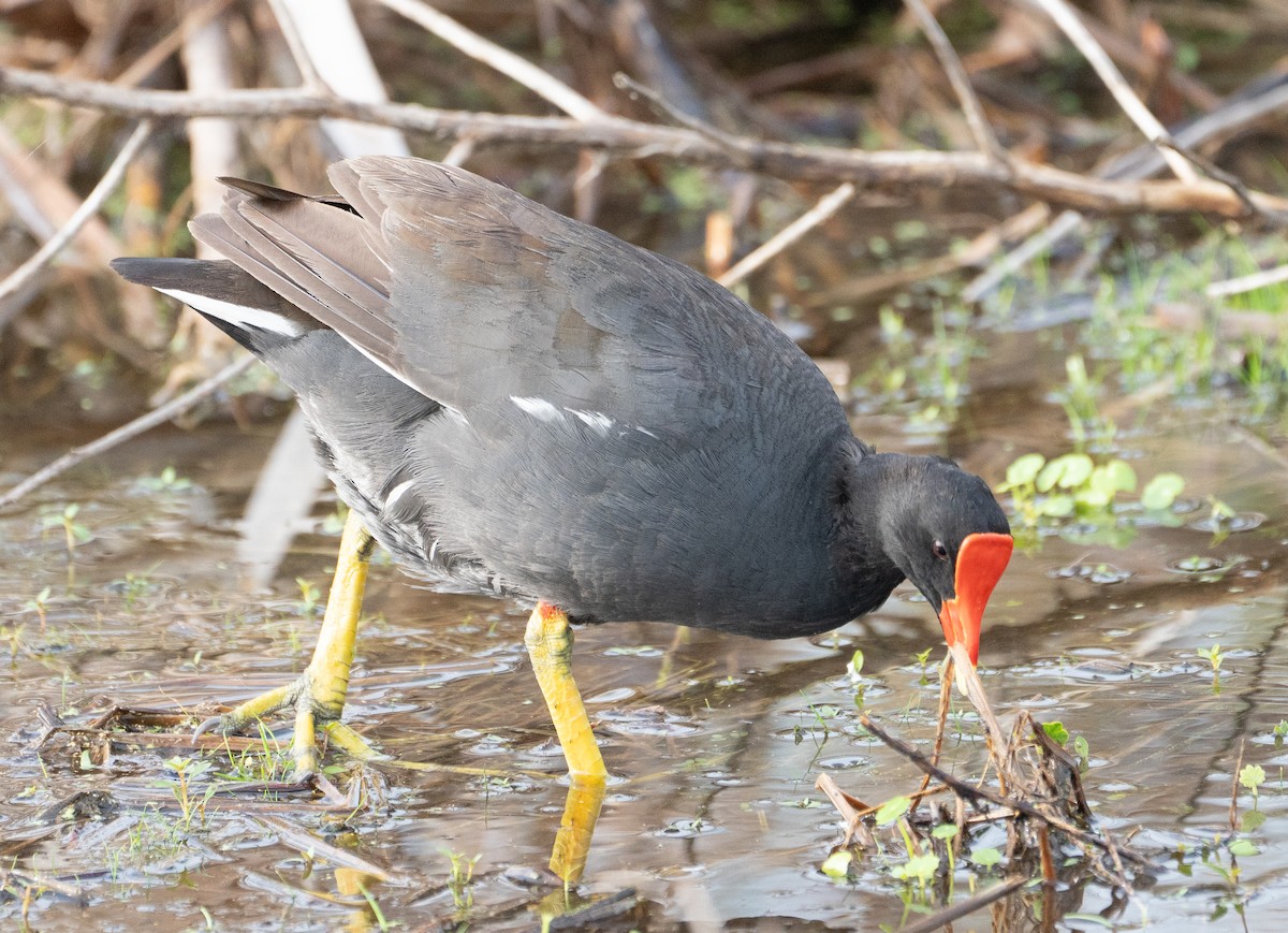Common Gallinule - ML637065755