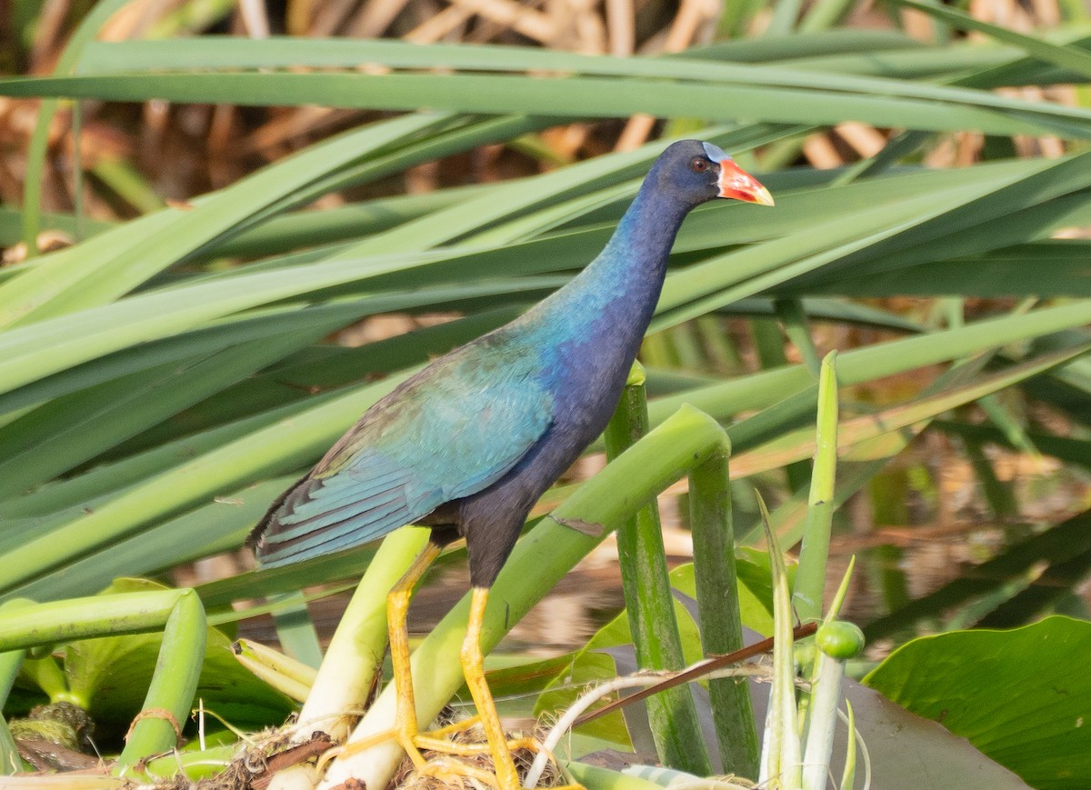 Purple Gallinule - ML637065765