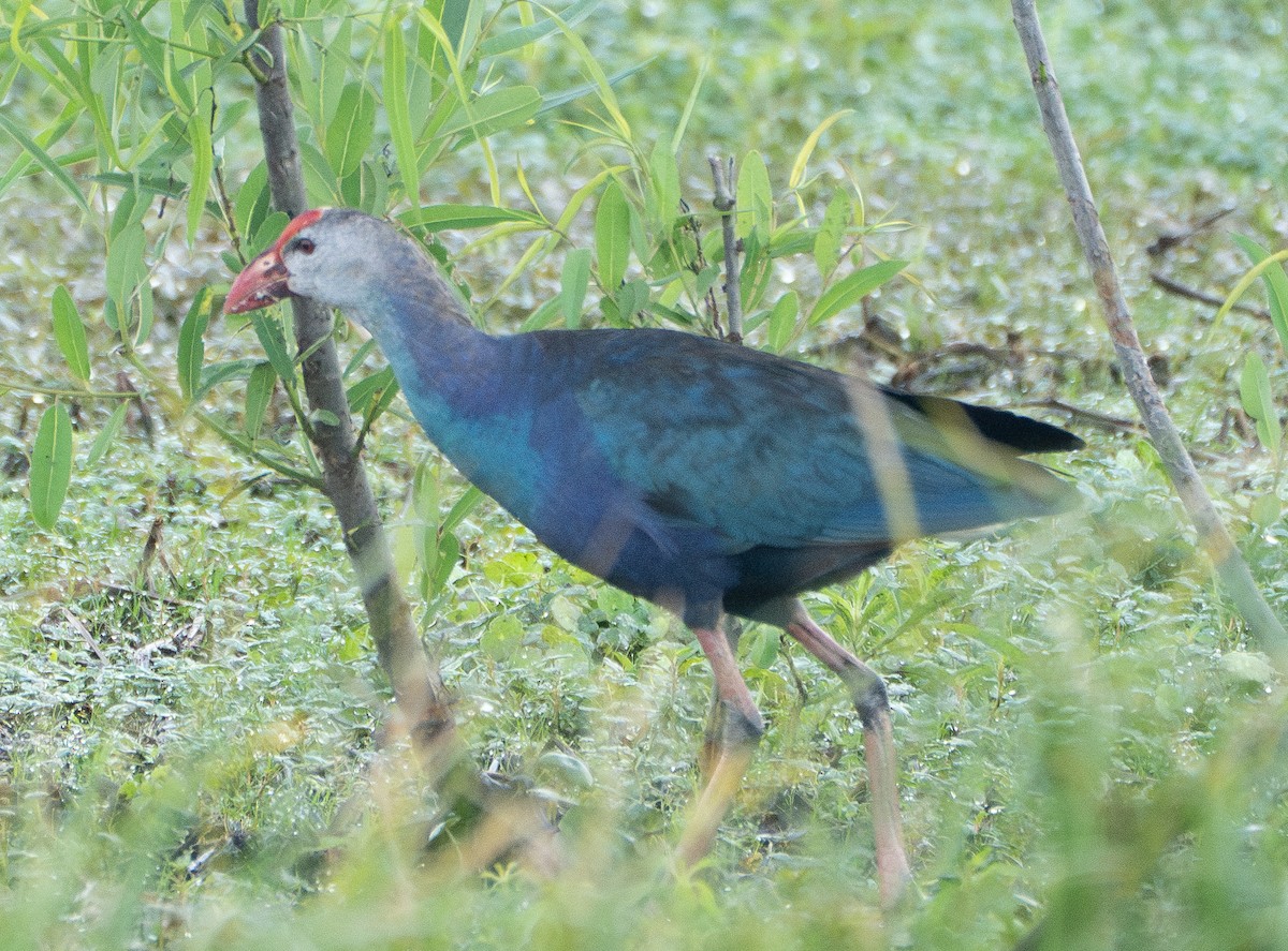 Gray-headed Swamphen - ML637065770