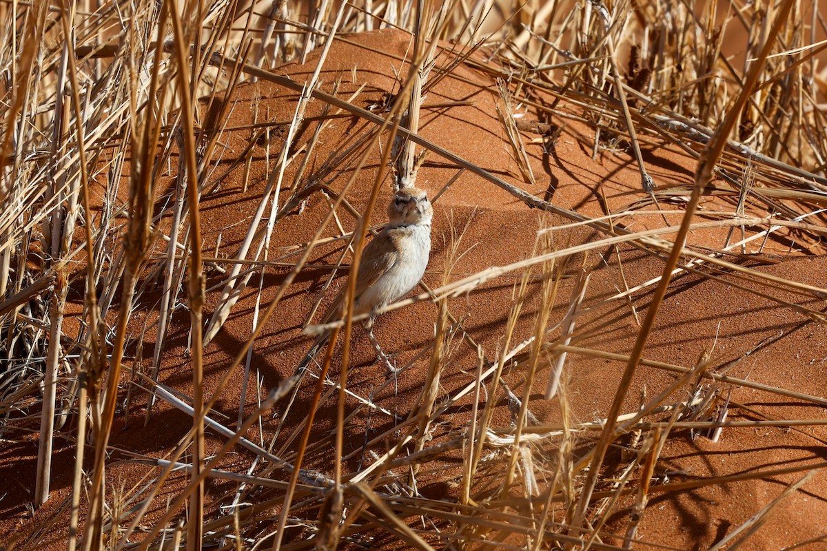 Dune Lark - ML637065778