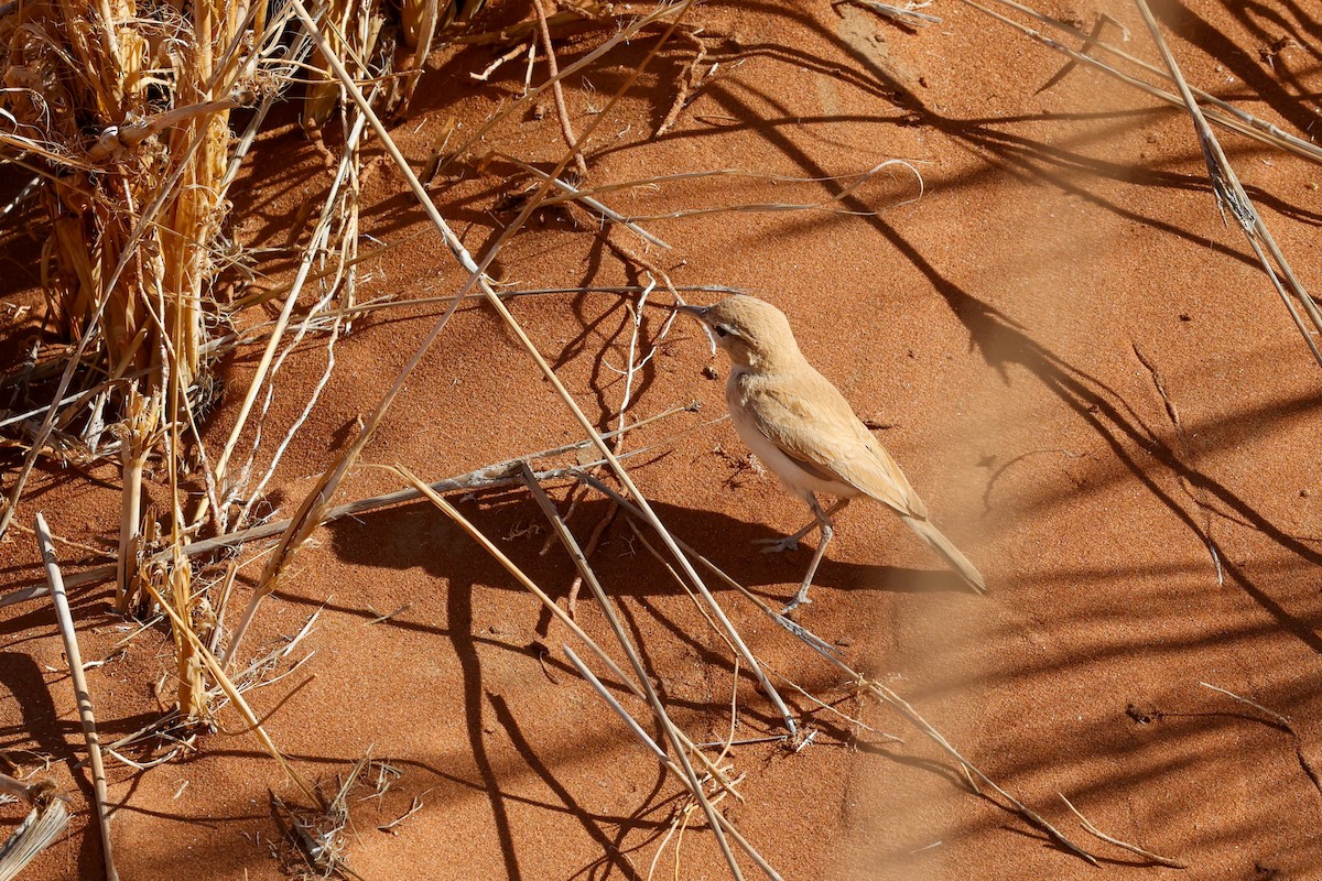 Dune Lark - ML637065779