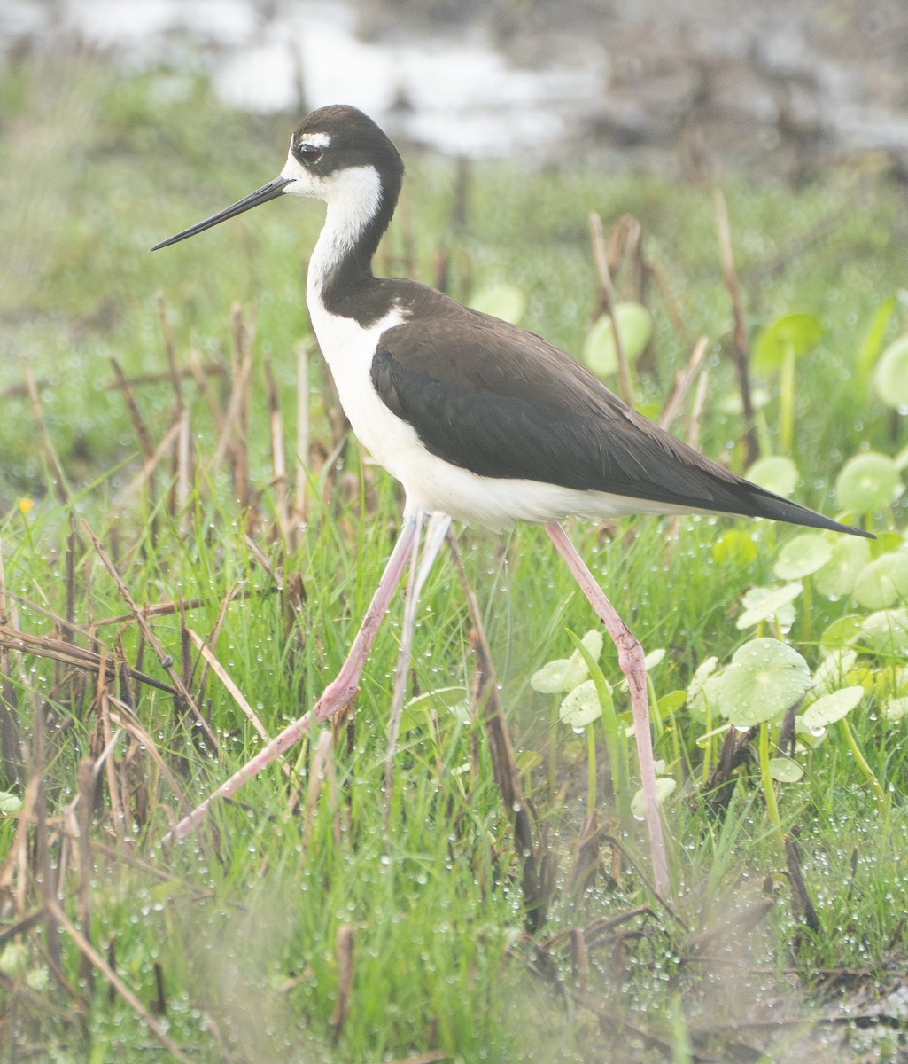Black-necked Stilt - ML637065780