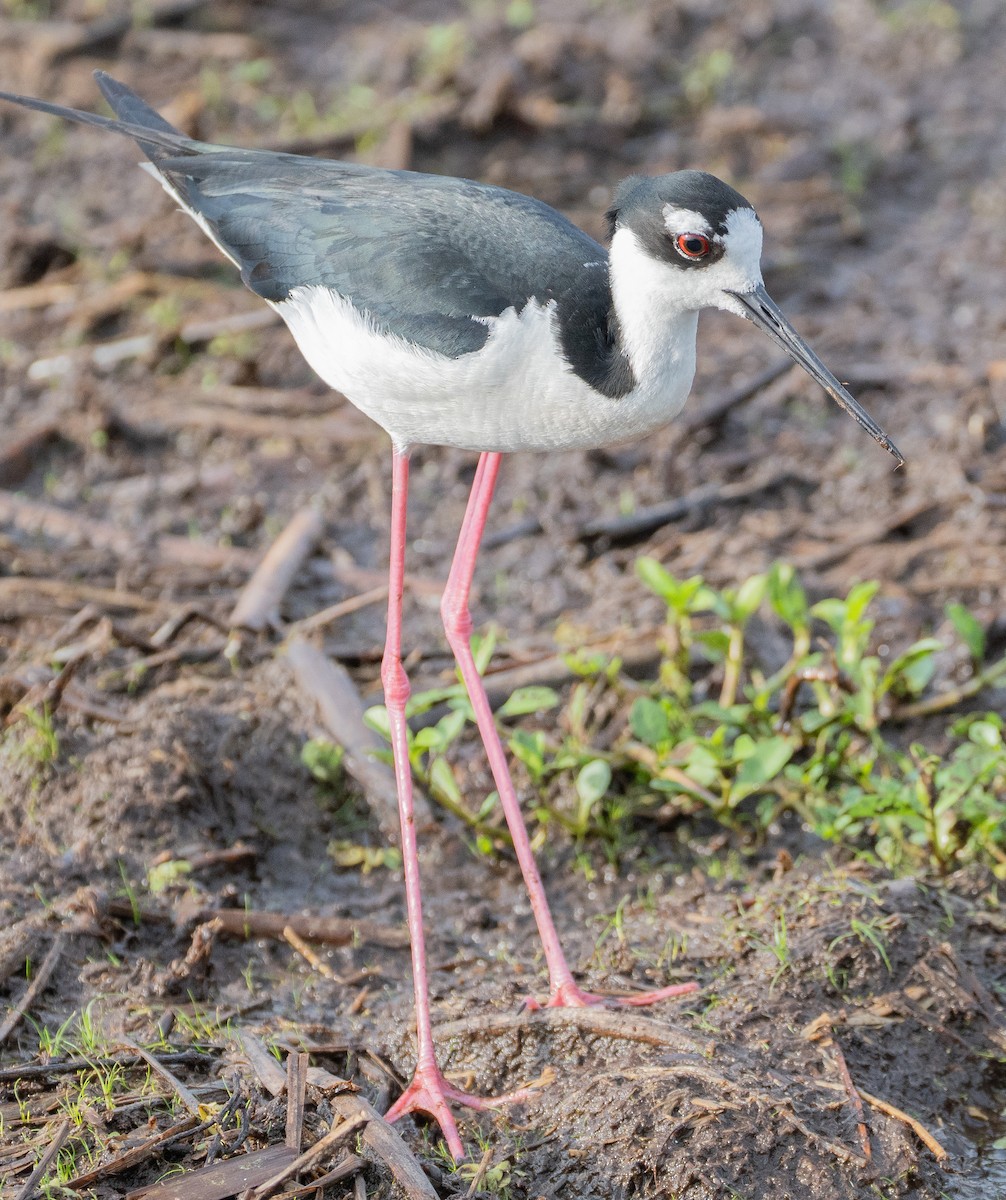 Black-necked Stilt - ML637065781