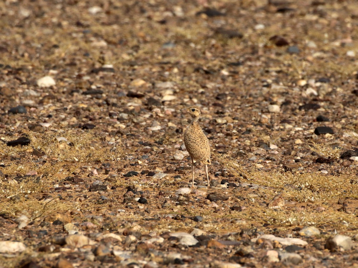 Cream-colored Courser - ML637065782