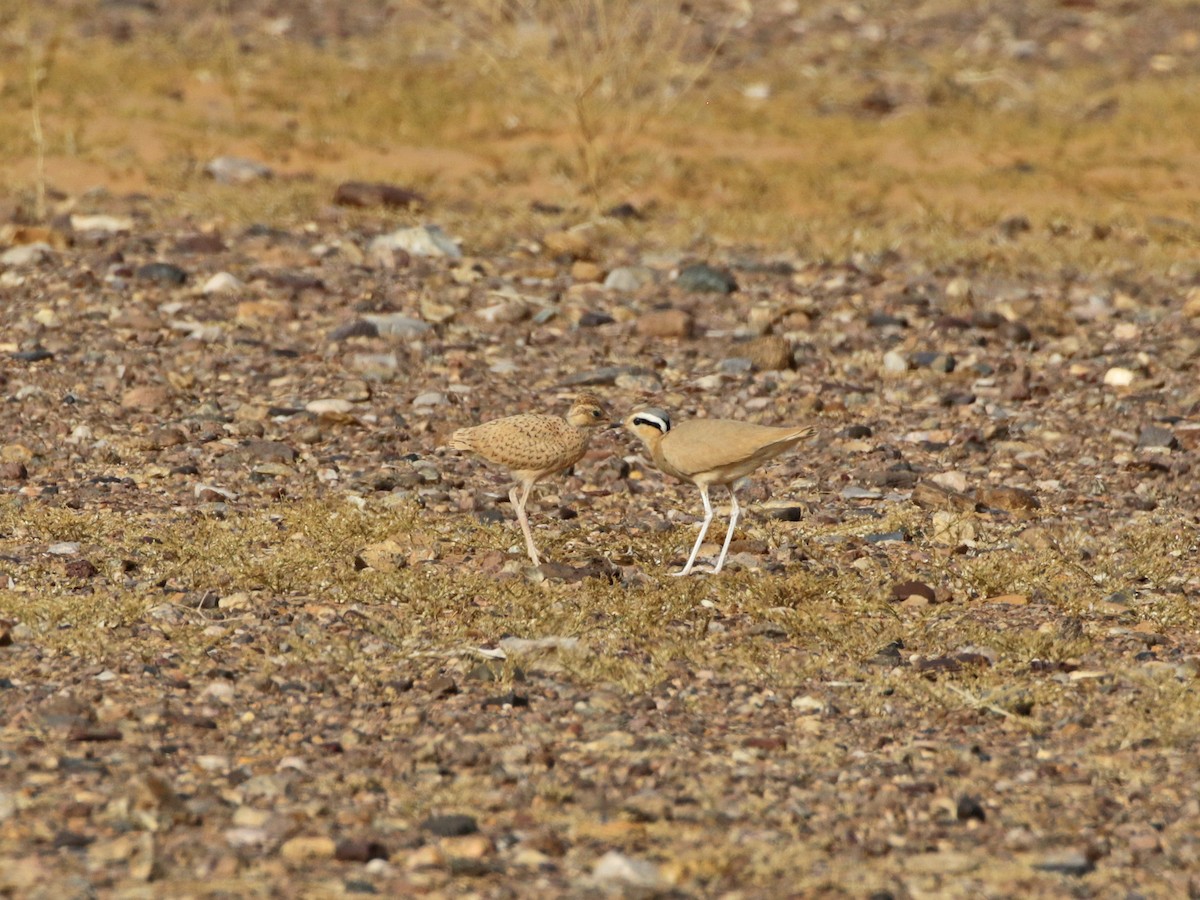 Cream-colored Courser - ML637065783