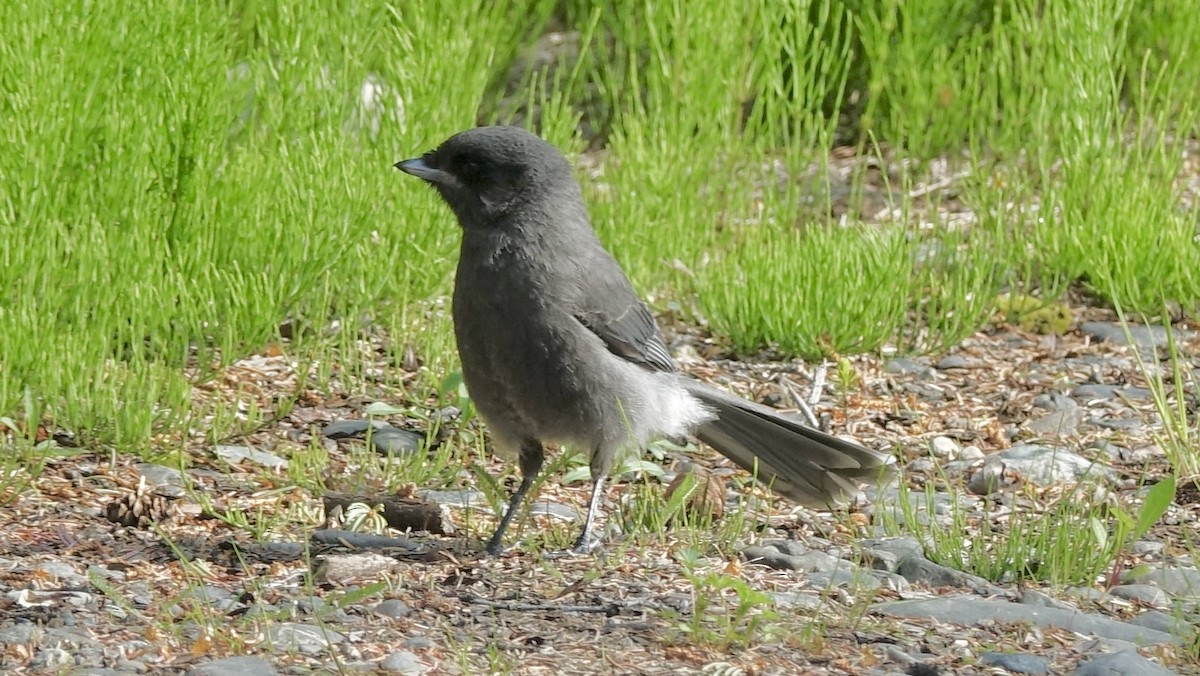 Canada Jay - ML637065806