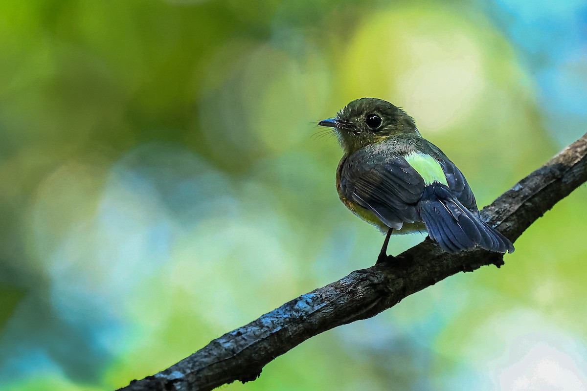 Whiskered Flycatcher - ML637065847