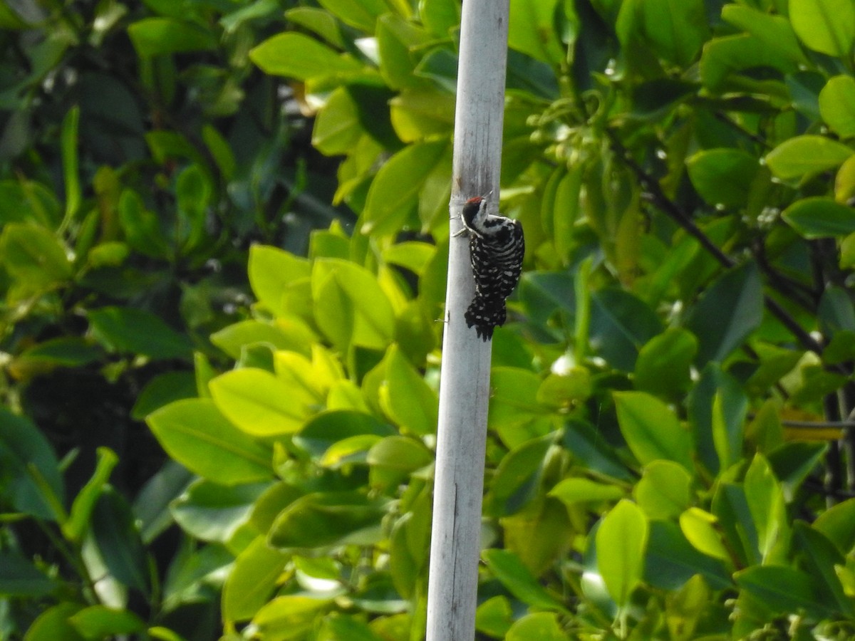 Freckle-breasted Woodpecker - ML63706591