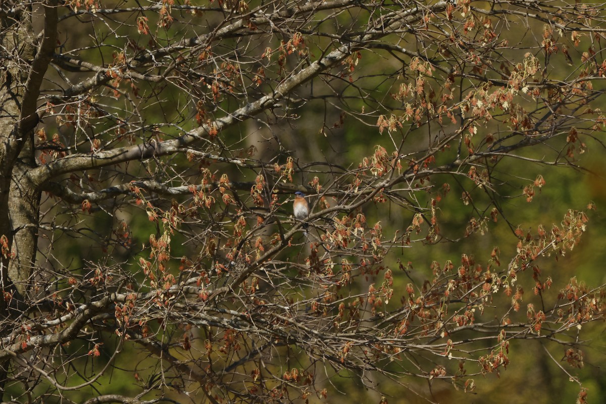 Eastern Bluebird - ML637065951