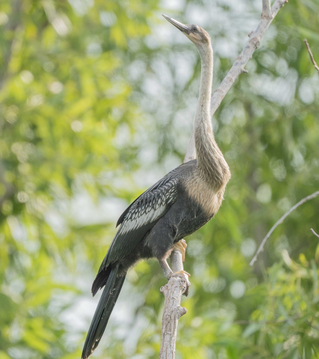 Anhinga - ML637065960