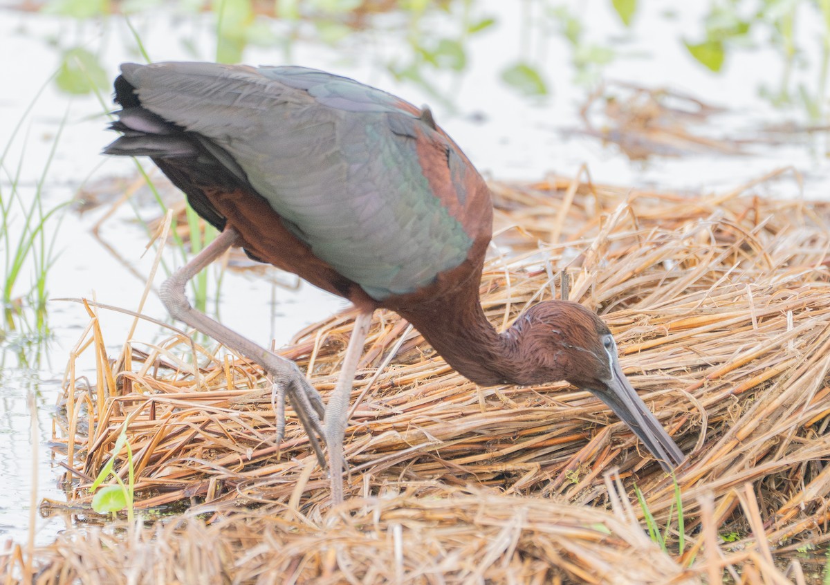 Glossy Ibis - ML637065974